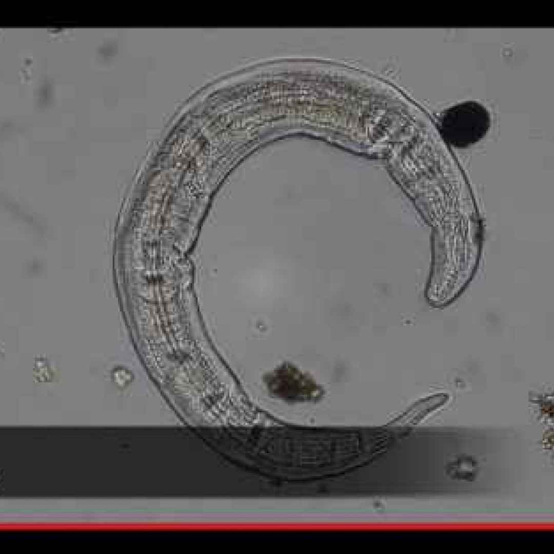 Il verme di un solo millimetro che vola grazie all’elettricità del calabrone
