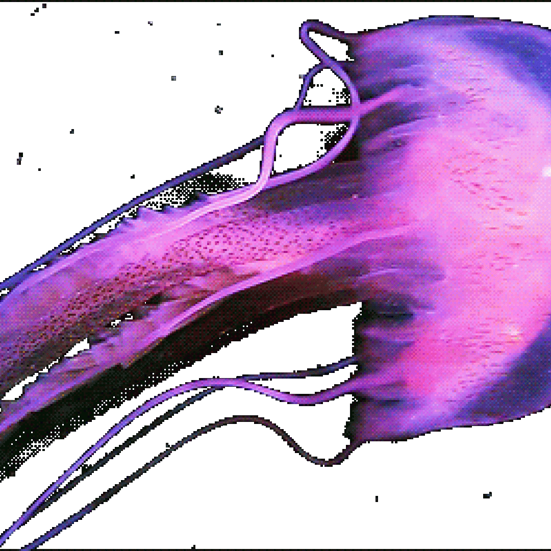 meduse  bagnanti  mare