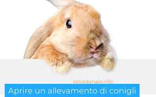 Animali: allevamento  conigli  rabbt  vendita