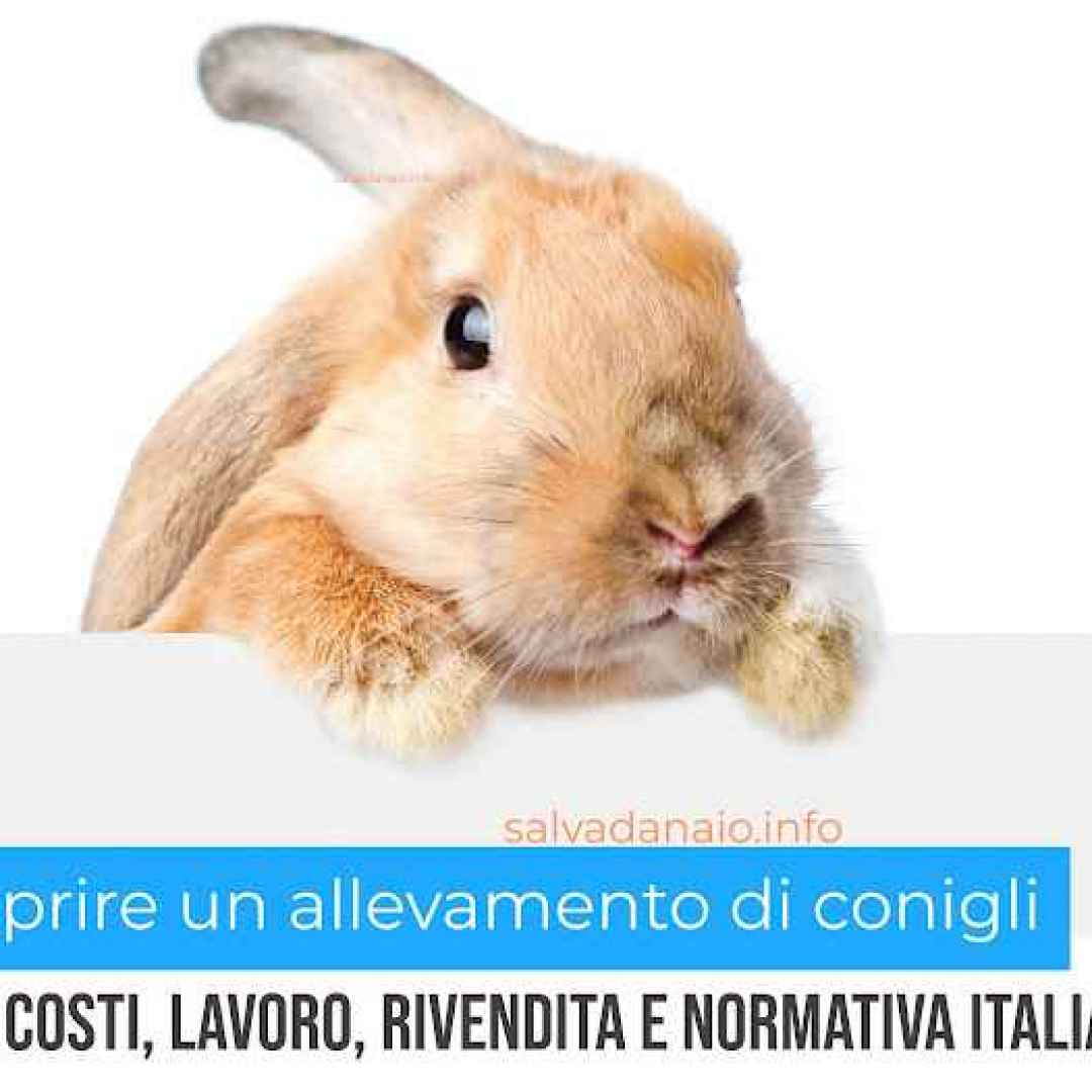 Allevare conigli in Italia - Leggi, consigli e vendita animali