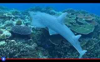 Animali: animali  pesci  squali  razze  mare
