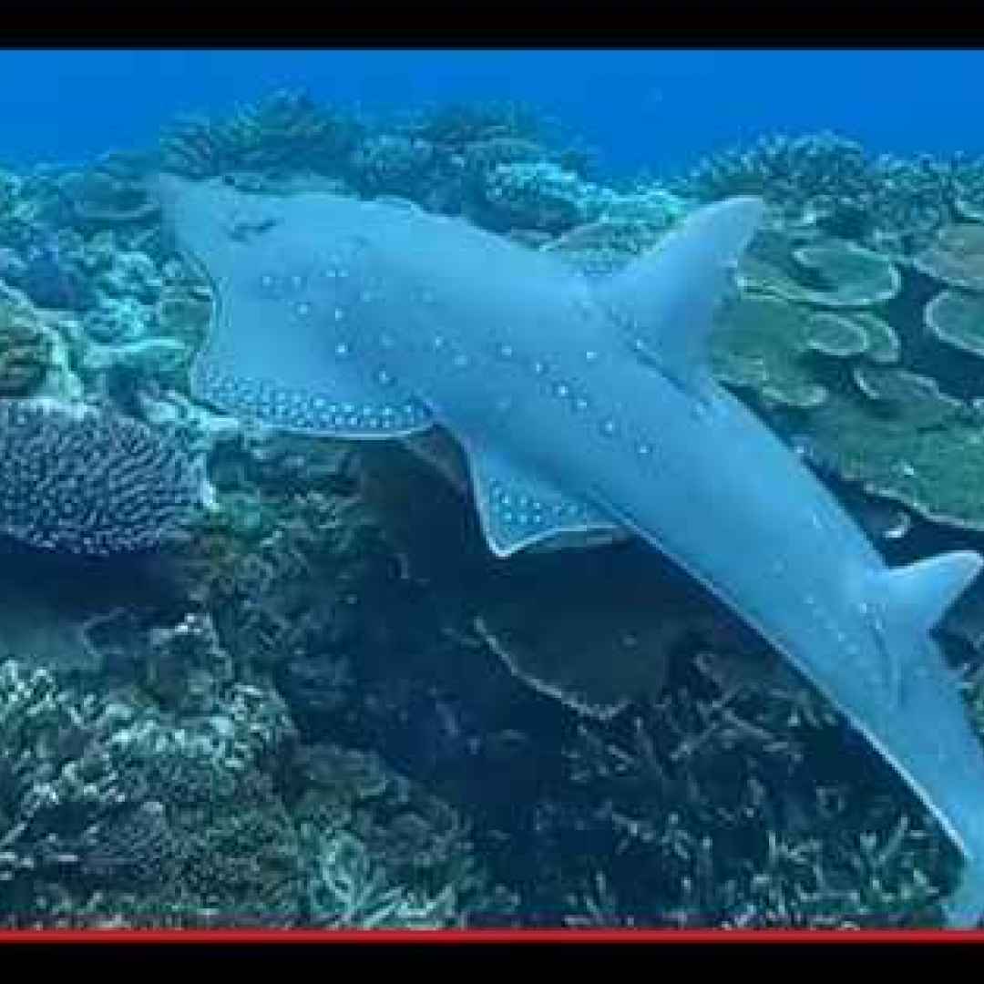 animali  pesci  squali  razze  mare