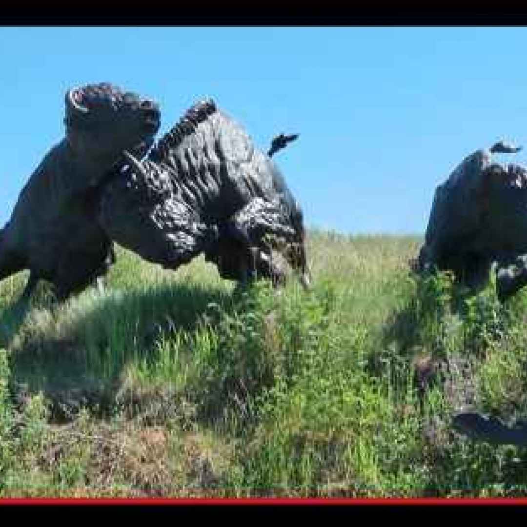 sculture  arte  stati uniti  bisonti