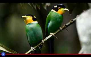 Animali: animali  uccelli  asia  tibet  yunnan
