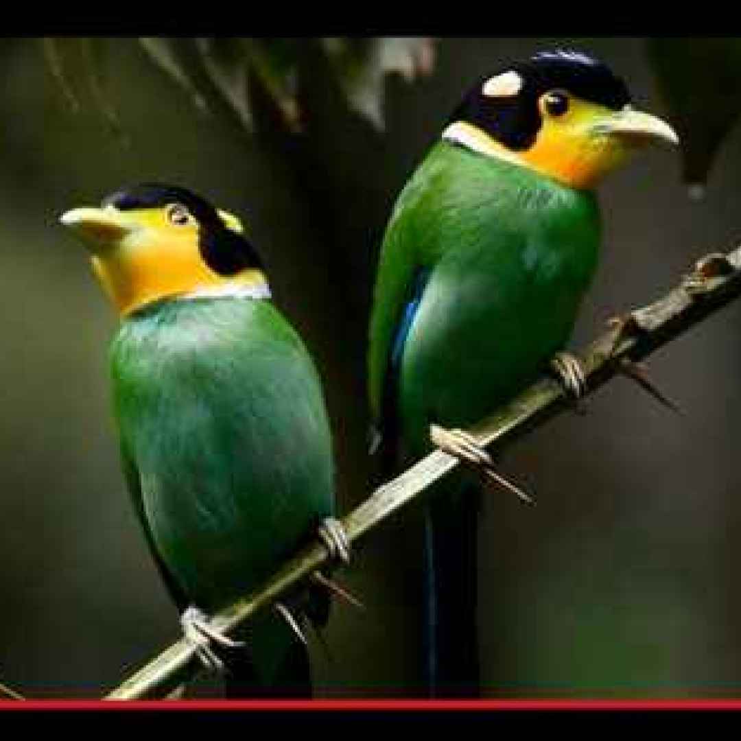 animali  uccelli  asia  tibet  yunnan