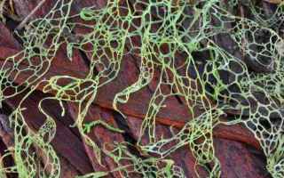 Ambiente: licheni  funghi  alghe  piante  epifite