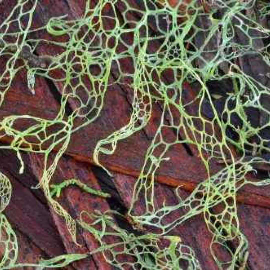 licheni  funghi  alghe  piante  epifite