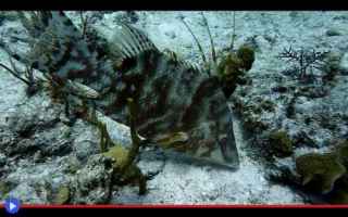 Animali: animali  pesci  mare  oceano  predatori