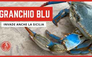 La Sicilia non è immune dallinvasione del Granchio Blu, una specie aliena che sta colonizzando lint