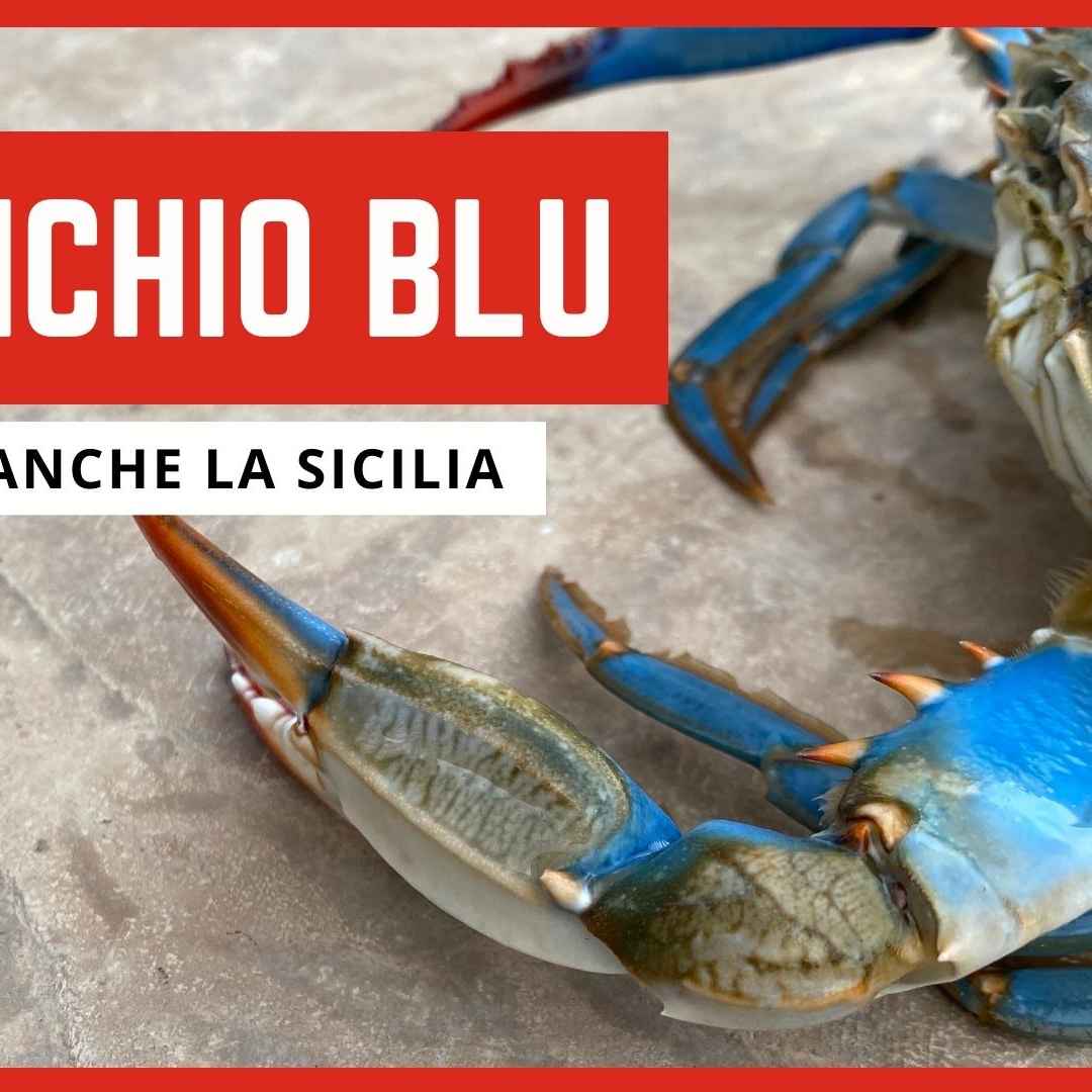 Sicilia invasa dal Granchio Blu