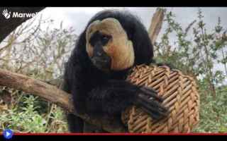 Animali: animali  scimmie  primati  sudamerica