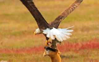 Animali: natura  predatori  volpe rossa  aquila