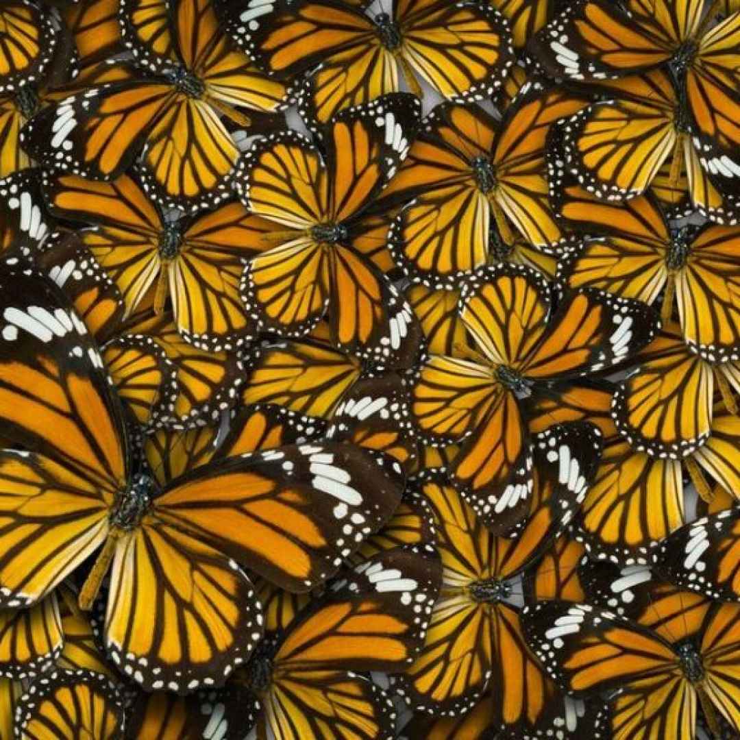 farfalle  natura e colori