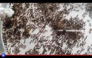animali  insetti  imenotteri  formiche