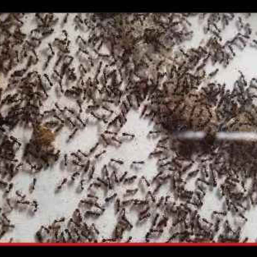 animali  insetti  imenotteri  formiche
