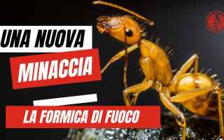 Notizie locali: Una nuova invasione minaccia la Sicilia: La formica di fuoco