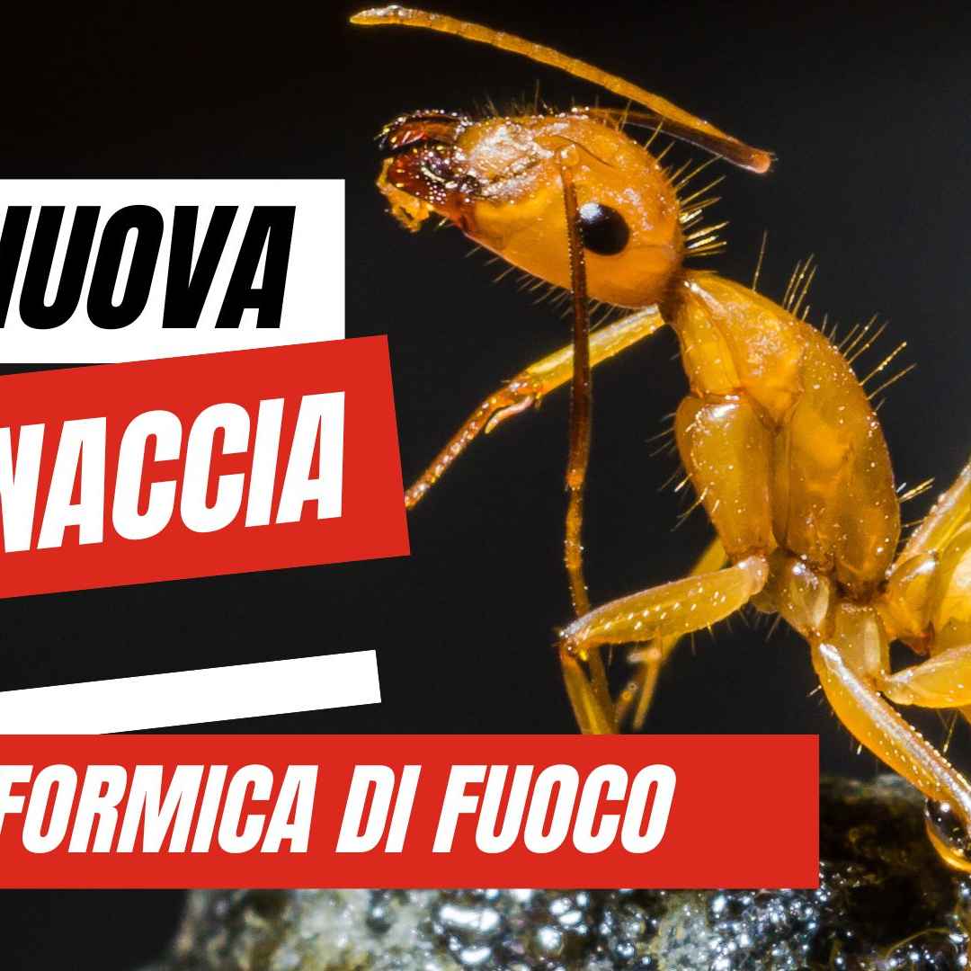 Una nuova invasione minaccia la Sicilia: La formica di fuoco