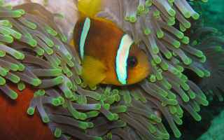 Social Network: social   mare  biologia marina  pesci