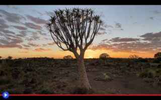 Ambiente: piante  alberi  aloe  deserto  clima