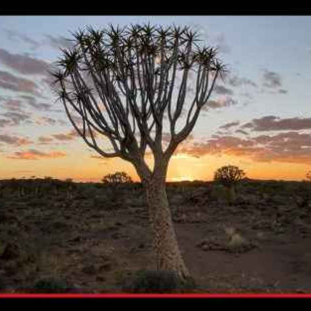 piante  alberi  aloe  deserto  clima