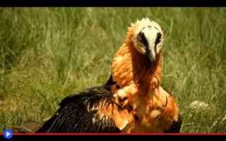 Animali: animali  uccelli  rapaci  avvoltoi