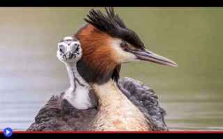 Animali: animali  scienza uccelli  uova  volatili