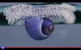 Animali: animali  creature  molluschi  lumache