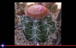 Ambiente: piante  cactus  piante grasse  natura