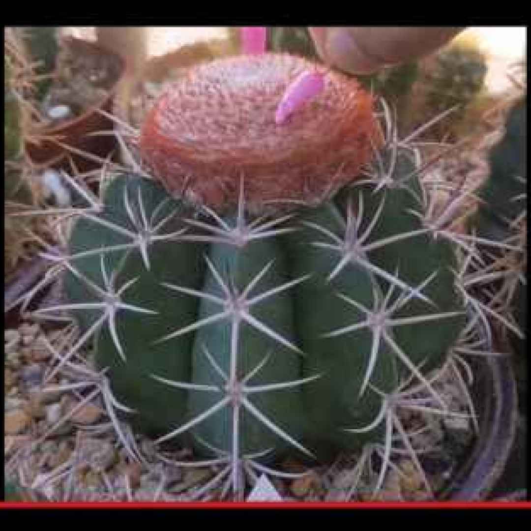 piante  cactus  piante grasse  natura