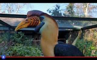 Animali: animali  uccelli  pennuti  ecologia