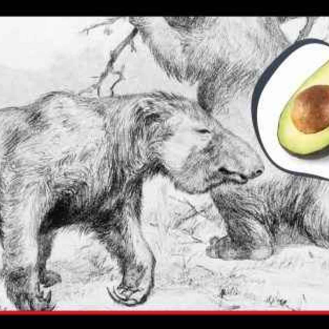 Analizzando la complessa relazione tra il bradipo preistorico e il frutto dell’avocado