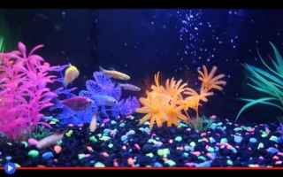 Animali: pesci  animali  ogm  genetica  colori
