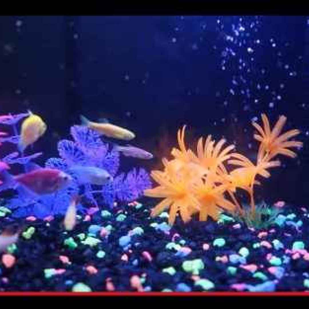 pesci  animali  ogm  genetica  colori
