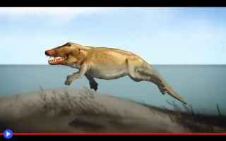 Animali: animali  creature  evoluzione  mare