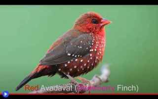 Animali: animali  creature  uccelli  natura