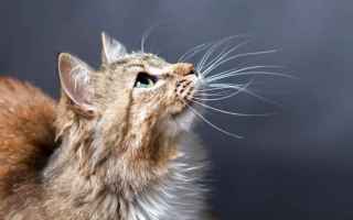 Animali: gatti  vibrisse  sensi