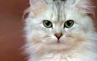 Animali: Intelligenza del Gatto. Come il cervello del gatto elebora le emozioni ed apprende.