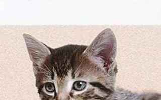 Animali: Comprendere e Rispettare i Gatti: Guida di Joel Dehasse alla Convivenza Felice