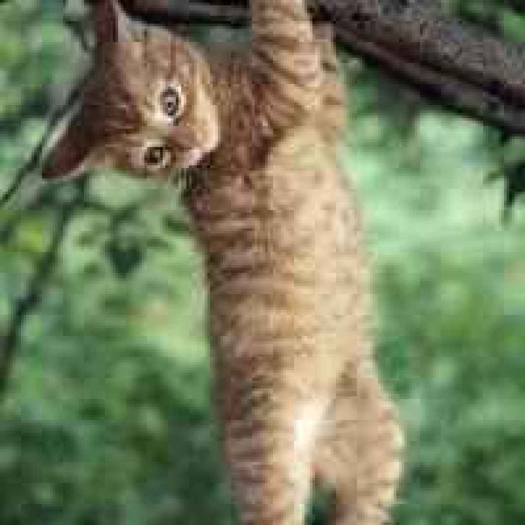 Agilità del gatto: un acrobata insuperabile, Un maestro dell