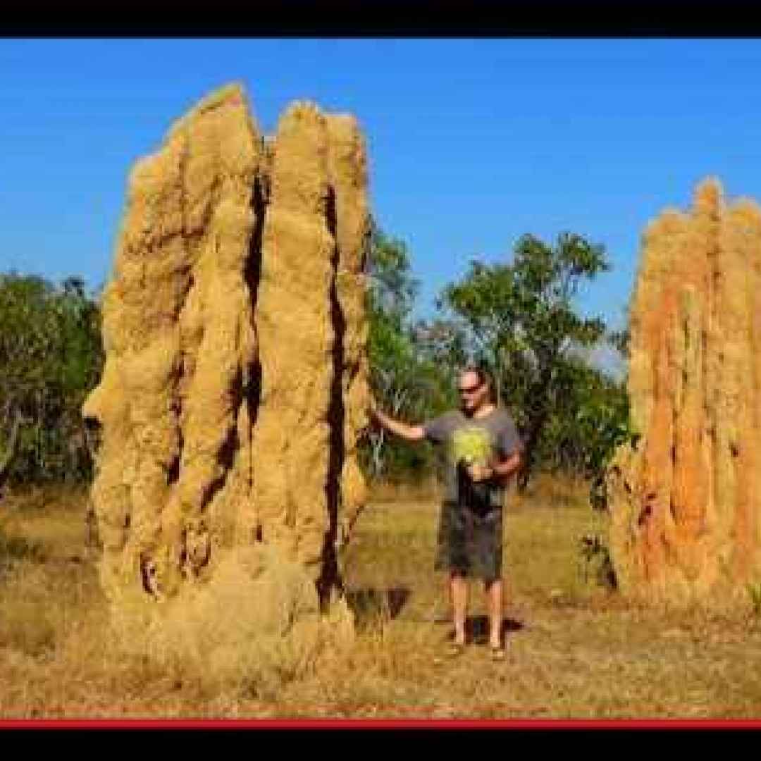 animali  insetti  termiti  blattoidea