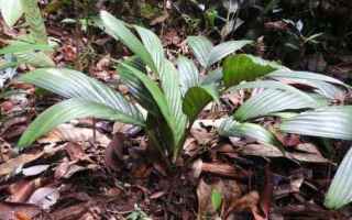 Ambiente: piante  palme  alberi  borneo  malesia