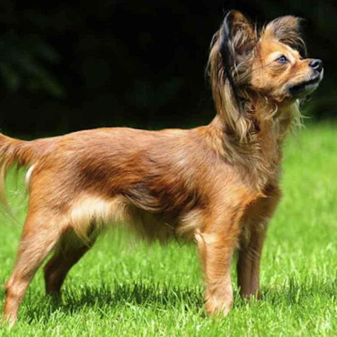 Il Russian Toy, un cane molto affettuoso e intelligente
