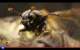 animali  insetti  coleotteri  scarabei