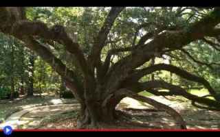 Ambiente: alberi  piante  bosco  foresta