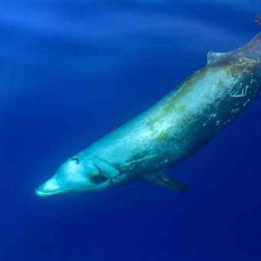 I bassi territori tramandati dai cetacei con il muso di un più grosso delfino