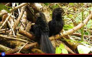 Animali: animali  uccelli  america  cuculi  nero