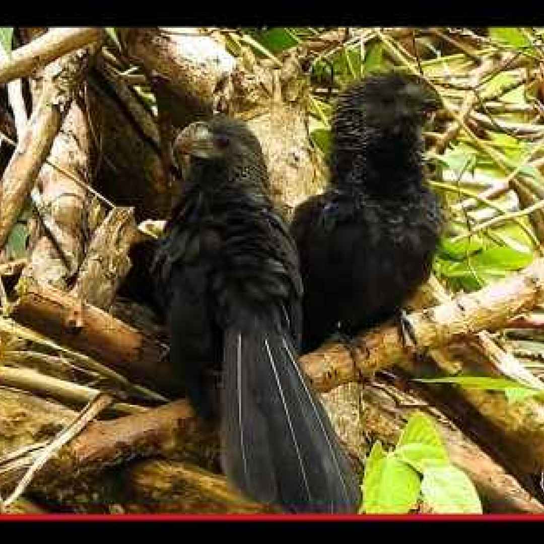 animali  uccelli  america  cuculi  nero