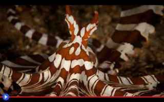 animali  creature  cefalopodi  molluschi