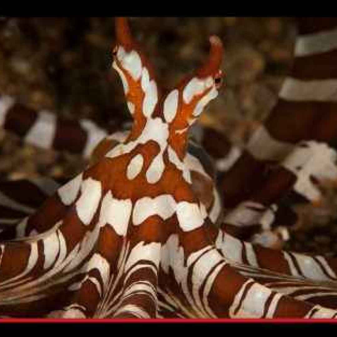 Il maestoso groviglio di tentacoli scovato grazie ai video amatoriali dello stretto indonesiano