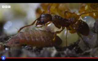 La prevedibilità delle formiche che inneggiano compatte al bruco usurpatore